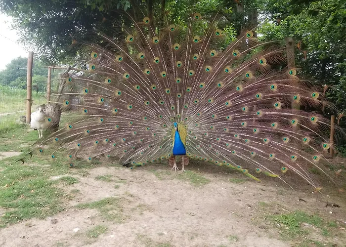 Tonneau Proche Des Plages Du Debarquement